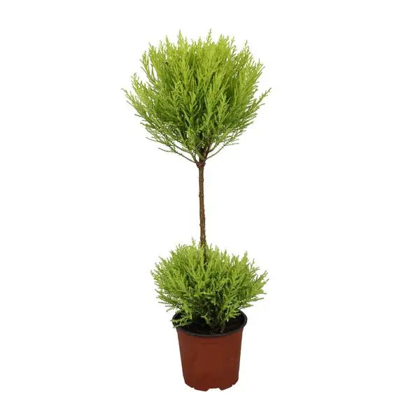 Cupressus Goldcrest Wilma - Ø14cm - ↕60cm  BotanicBridge