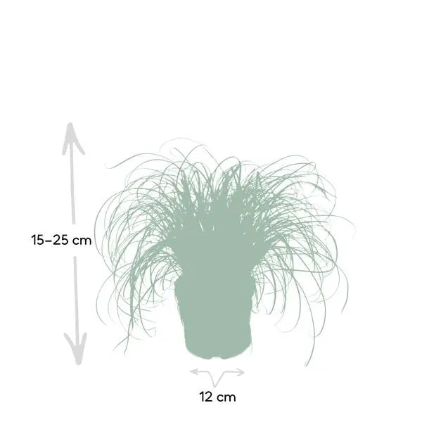 Cyperus Alternifolius - Kattengras - Ø12cm - ↕20cm  BotanicBridge