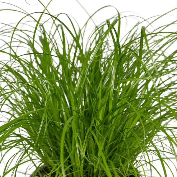 Cyperus Alternifolius (Kattengras) - 2 stuks - Ø12cm - ↕20cm  BotanicBridge