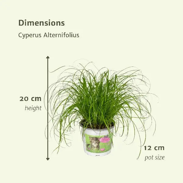 Cyperus Alternifolius (Kattengras) - 2 stuks - Ø12cm - ↕20cm  BotanicBridge