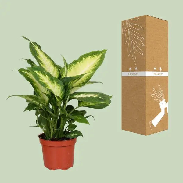 Dieffenbachia Camilla - Ø12cm - ↕35cm  BotanicBridge