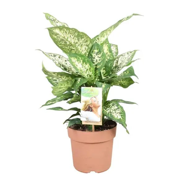 Dieffenbachia Compacta - Ø17cm - ↕45cm  BotanicBridge