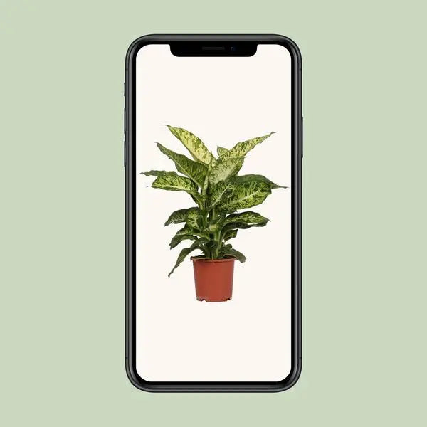 Dieffenbachia Mars - Ø17cm - ↕50cm  BotanicBridge