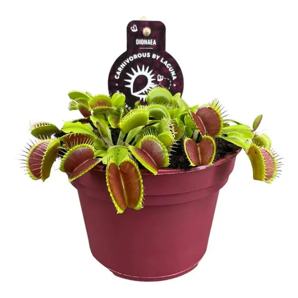 Dionaea Muscipula - Ø12 ↕12  BotanicBridge