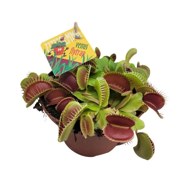 Dionaea Muscipula - Ø12cm - ↕12cm  BotanicBridge