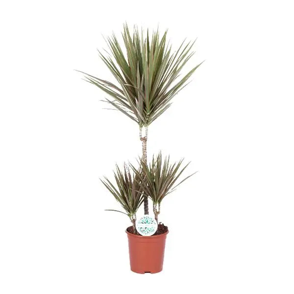 Dracaena Bicolor - Ø21cm - ↕95cm  BotanicBridge