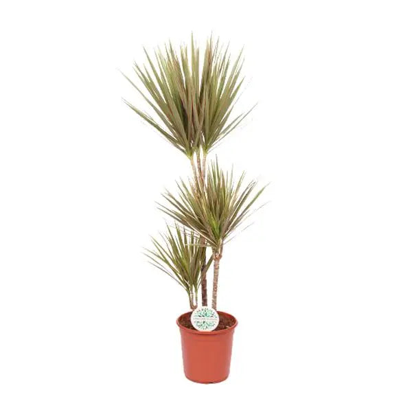 Dracaena Bicolor - Ø24cm - ↕115cm  BotanicBridge