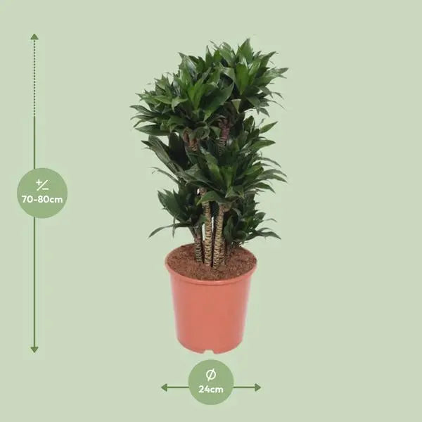 Dracaena Compacta - Ø24cm - ↕80cm  BotanicBridge