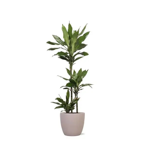 Dracaena Janet Lind in Boule TAUPE pot Ø24cm ↕120cm  BotanicBridge