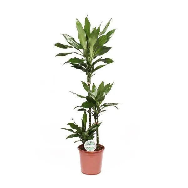 Dracaena Janet Lindt - Ø24cm - ↕120cm  BotanicBridge