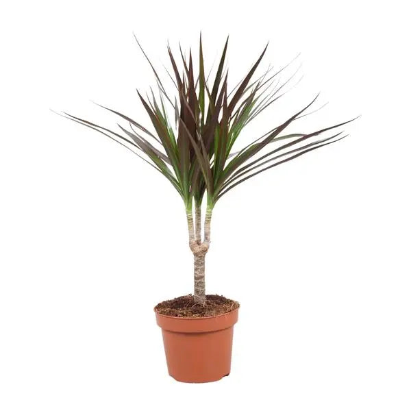 Dracaena Magenta - Ø12cm - ↕50cm  BotanicBridge