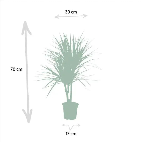 Dracaena Marginata - Ø17cm - ↕90cm  BotanicBridge