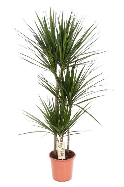 Dracaena Marginata - Ø21 ↕120  BotanicBridge