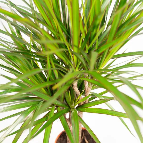 Dracaena Marginata - Ø21cm - ↕120cm  BotanicBridge