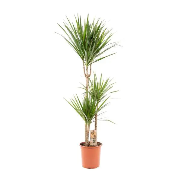 Dracaena Marginata - Ø21cm - ↕120cm  BotanicBridge