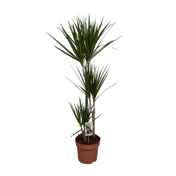 Dracaena Marginata - Ø21cm - ↕120cm  BotanicBridge