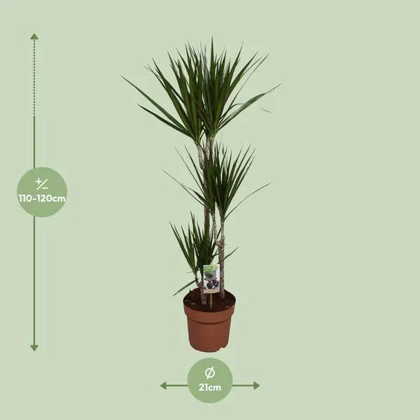 Dracaena Marginata - Ø21cm - ↕120cm  BotanicBridge