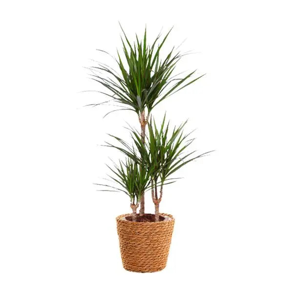 Dracaena Marginata - Ø21cm - ↕95cm  BotanicBridge