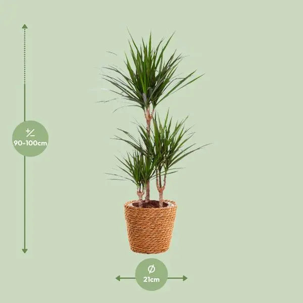 Dracaena Marginata - Ø21cm - ↕95cm  BotanicBridge