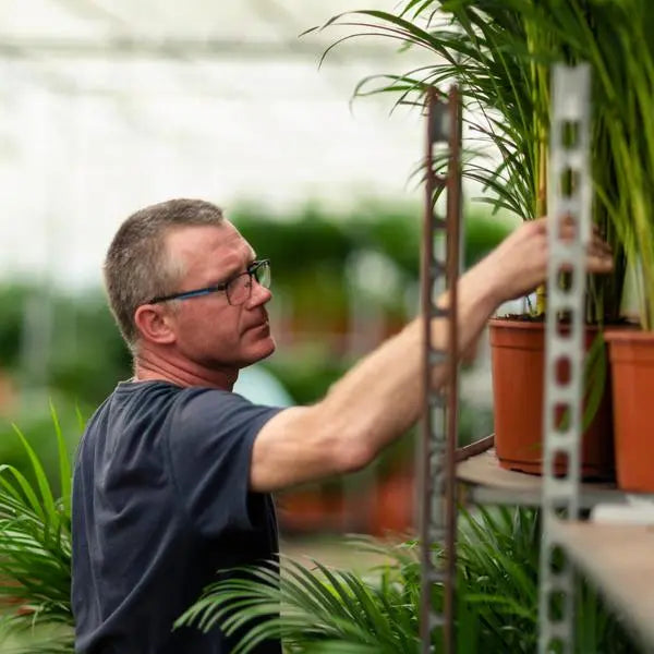 Dracaena ↨70cm - Ø17cm + Yucca ↨90cm - Ø17cm  BotanicBridge