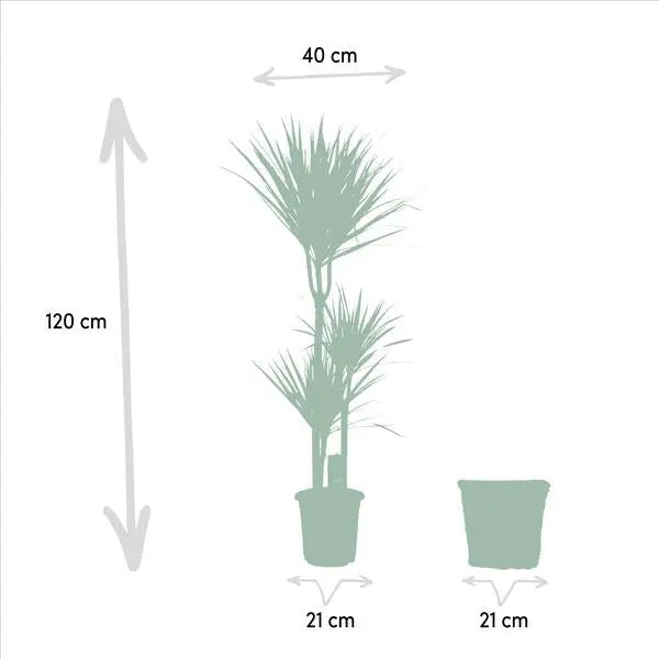 Dracaena met mand - ↨120cm - Ø21cm  BotanicBridge