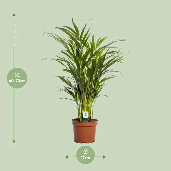 Dypsis Lutescens - Ø17cm - ↕65cm  BotanicBridge