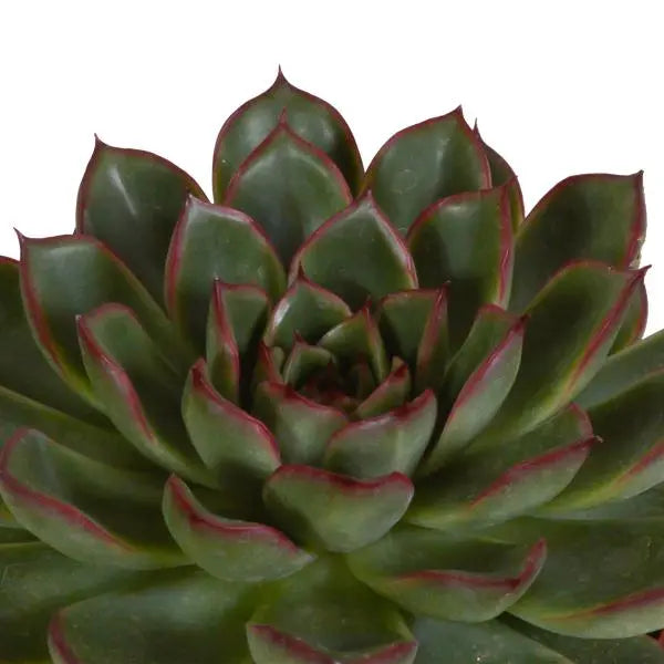 Echeveria mix 10.5 cm - 3x - in Mexicaanse pot  BotanicBridge