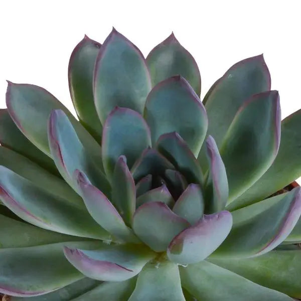 Echeveria mix 10.5 cm - 3x - in Mexicaanse pot  BotanicBridge