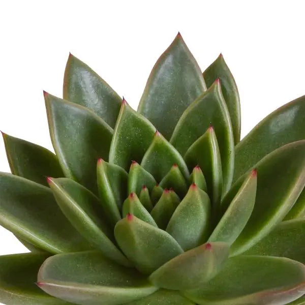 Echeveria mix 10.5 cm - 3x - in Mexicaanse pot  BotanicBridge