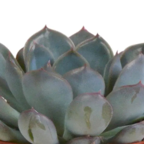 Echeveria mix 8.5 cm - 3x - in terracotta pot  BotanicBridge