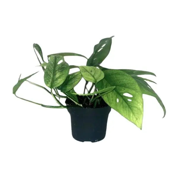 Epipremnum Cebu Blue - Ø12cm - ↕20cm  BotanicBridge