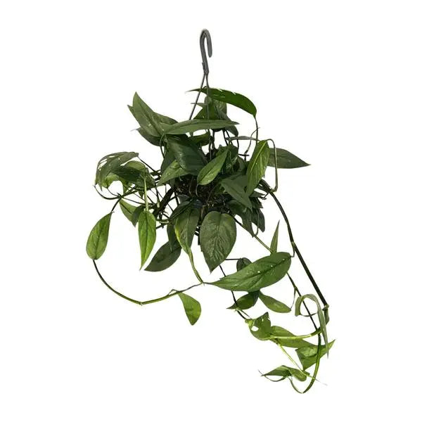 Epipremnum Cebu Blue - Ø15cm - ↕45cm  BotanicBridge