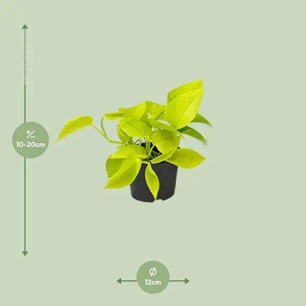 Epipremnum Golden Pothos - Scindapsus - Ø12 - ↕15cm  BotanicBridge