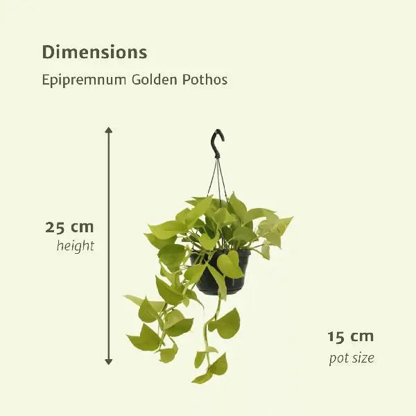 Epipremnum Golden Pothos (Scindapsus) - 2 stuks - Ø15cm - ↕25cm  BotanicBridge