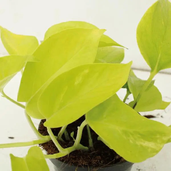 Epipremnum Golden Pothos (Scindapsus) - 4 stuks - Ø12cm - ↕15cm  BotanicBridge