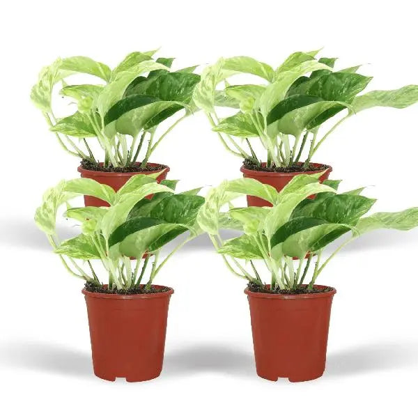 Epipremnum Marble Queen - 4 stuks - Ø12cm - ↕15cm  BotanicBridge