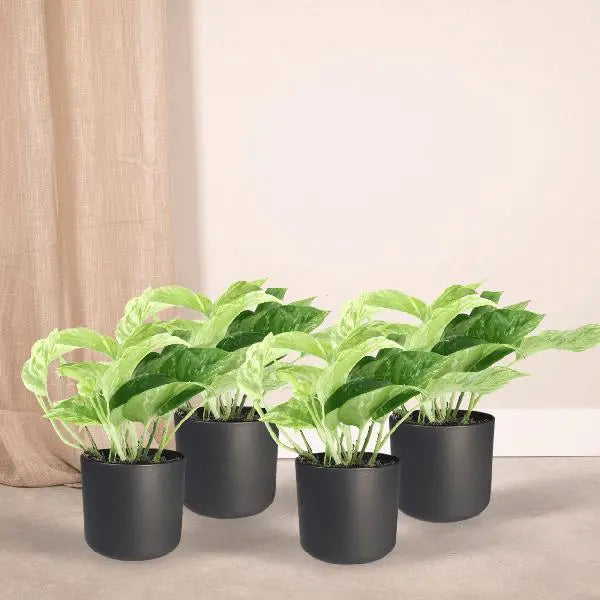 Epipremnum Marble Queen - 4 stuks - Ø12cm - ↕15cm  BotanicBridge