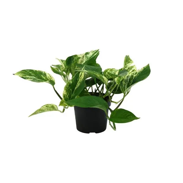 Epipremnum Marble Queen - Ø12cm - ↕25cm  BotanicBridge