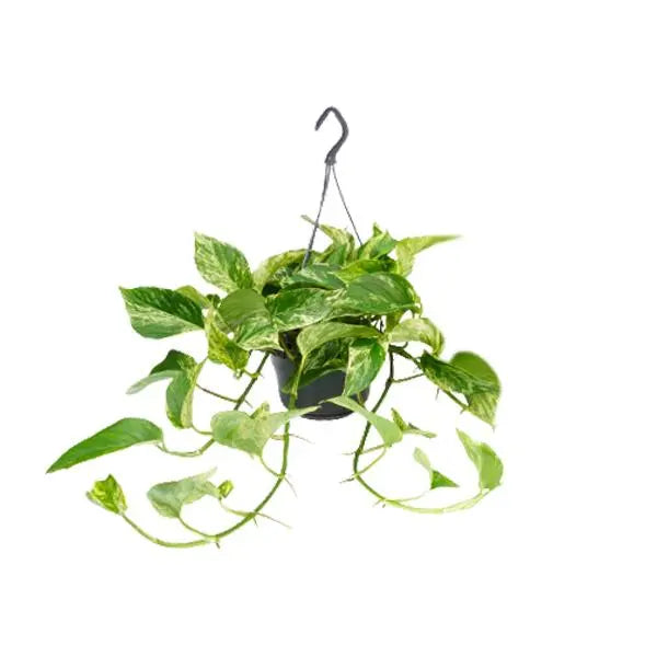 Epipremnum Marble Queen - Scindapsus - Ø15cm - ↕25cm - Ø15 - ↨25cm  BotanicBridge