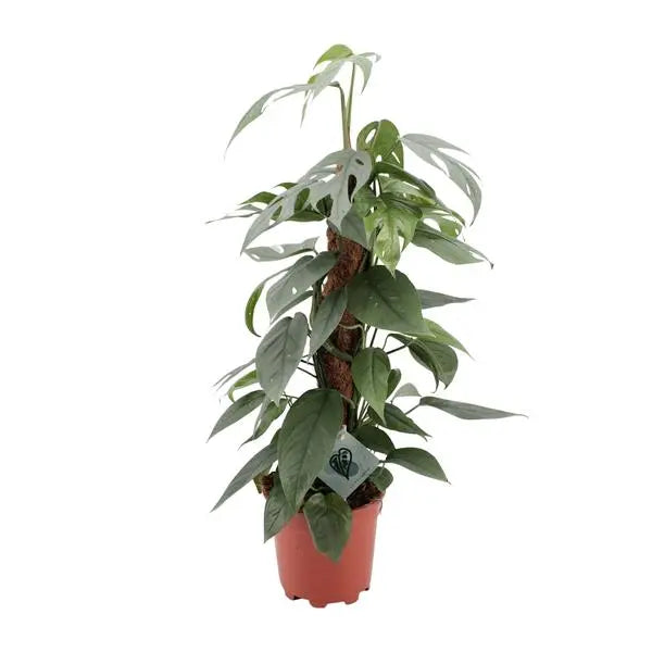 Epipremnum Pinnatum Cebu Blue - Ø17cm - ↕60cm  BotanicBridge