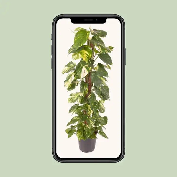 Epipremnum Pinnatum - Ø24cm - ↕120cm  BotanicBridge