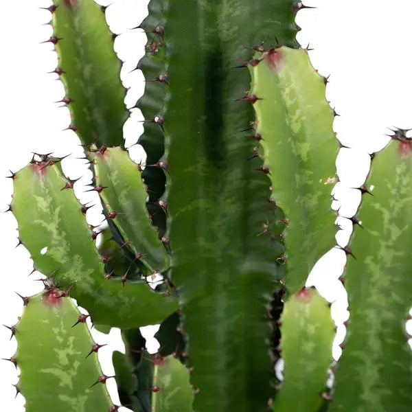 Euphorbia Acrurensis - Ø24cm - ↕60cm  BotanicBridge