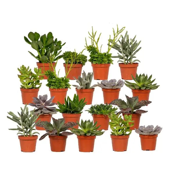 Everspring - Succulenten Mix - 18 stuks - 10 cm - Ø8,5  BotanicBridge