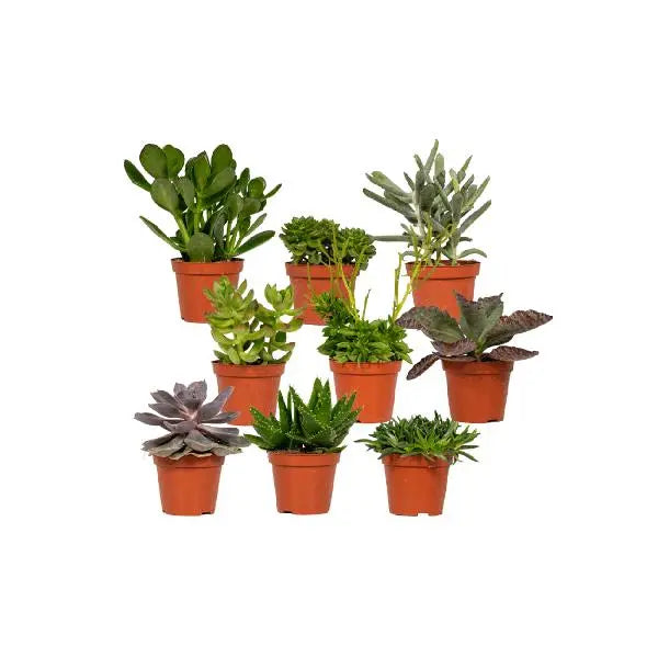 Everspring - Succulenten Mix - 18 stuks - 10 cm - Ø8,5  BotanicBridge