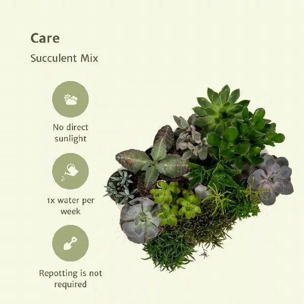 Everspring - Succulenten Mix - 18 stuks - 10 cm - Ø8,5  BotanicBridge