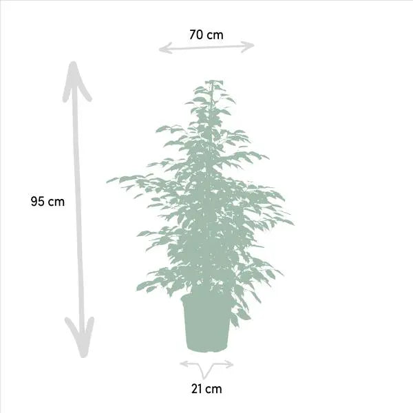 Ficus Benjamina Danielle - Ø21cm - ↕95cm + Ficus Benjamina Twilight - Ø21cm - ↕95cm + Ficus Microcarpa Moclame - Ø21cm - ↕95cm  BotanicBridge