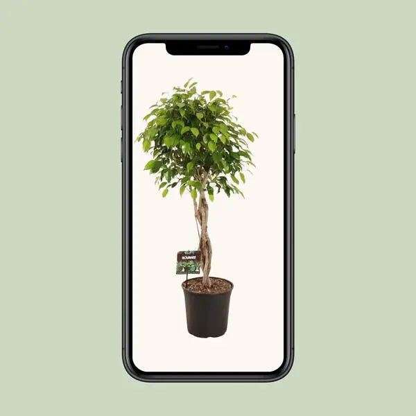 Ficus Benjamina Exotica - Ø27cm - ↕120cm  BotanicBridge