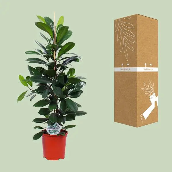 Ficus Cyathistipula - Ø21cm - ↕105cm  BotanicBridge