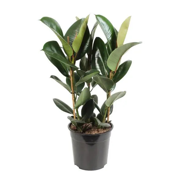 Ficus Elastica Robusta - Ø27cm - ↕85cm  BotanicBridge