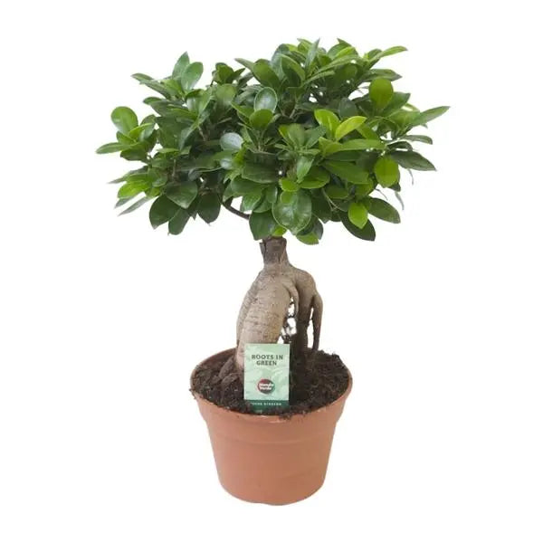 Ficus Ginseng - Ø17cm - ↕40cm  BotanicBridge